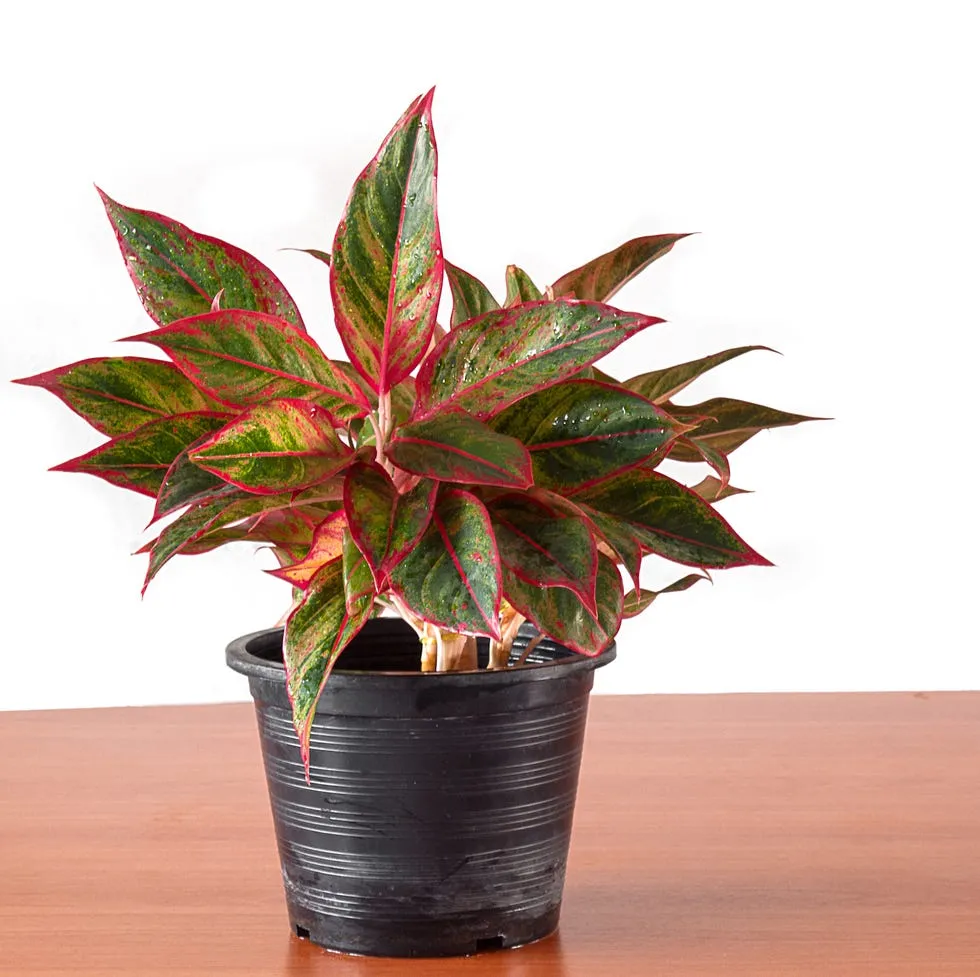 Aglaonema