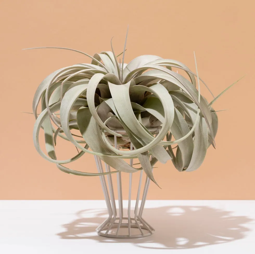 Air Plant
