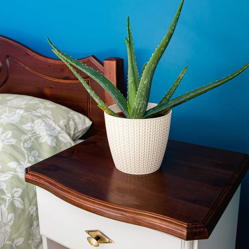 Aloe Vera 5