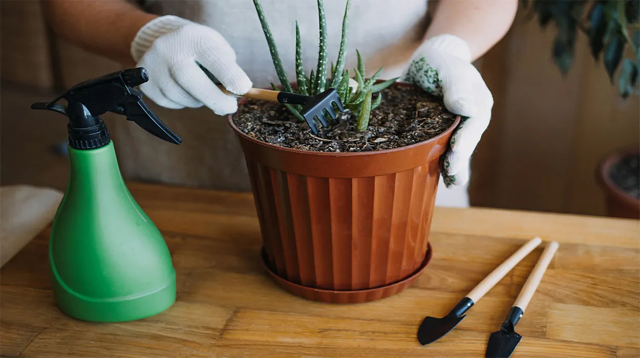 Aloe vera 1