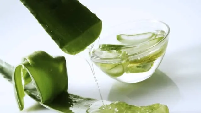 Aloe vera 4