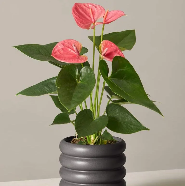 Anthurium