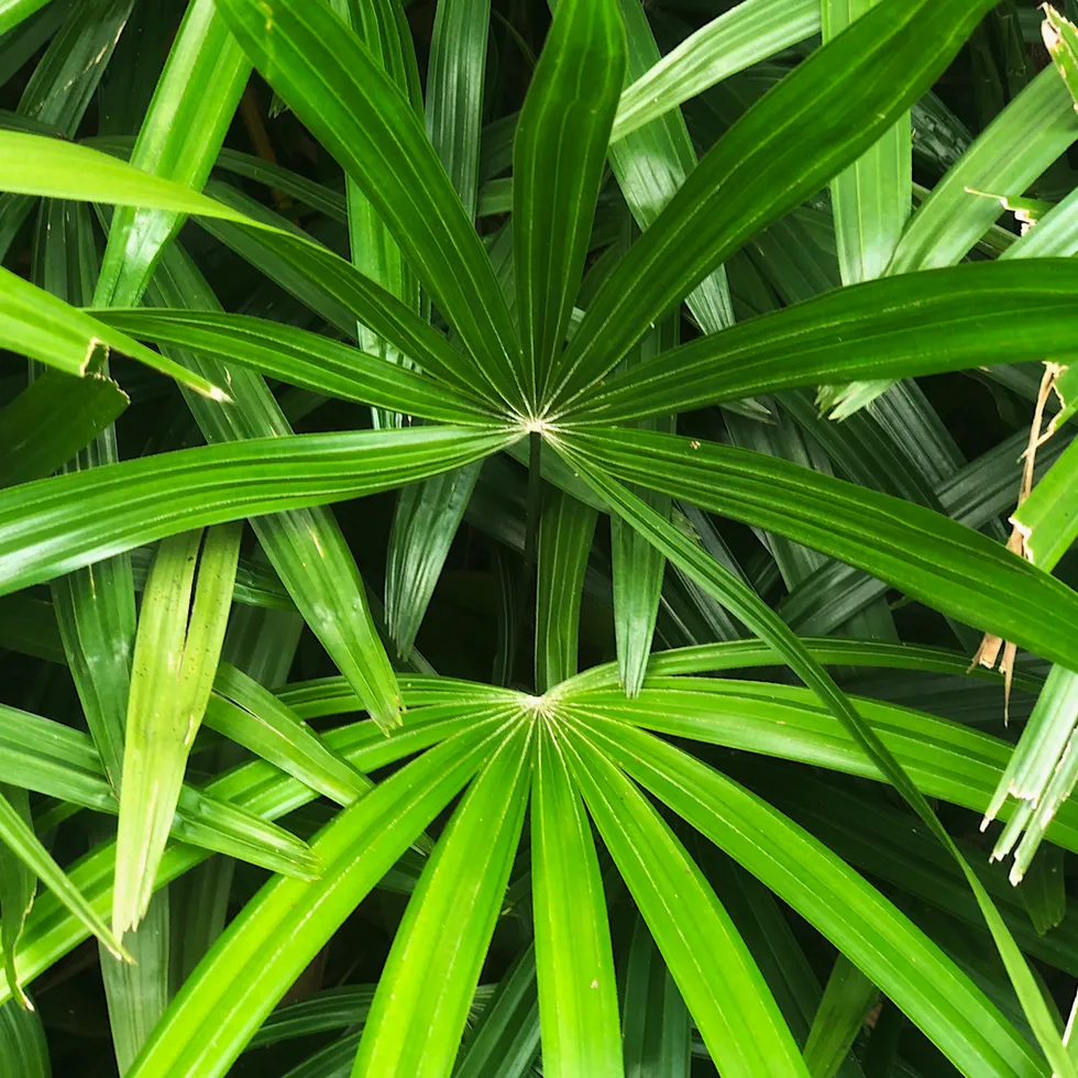 Bamboo Palm