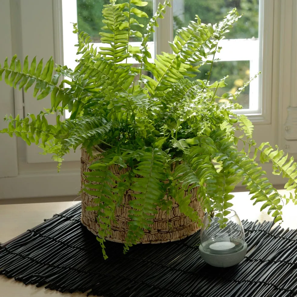 Boston Fern