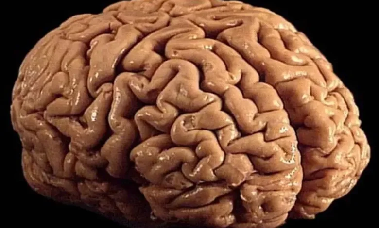 مغز
