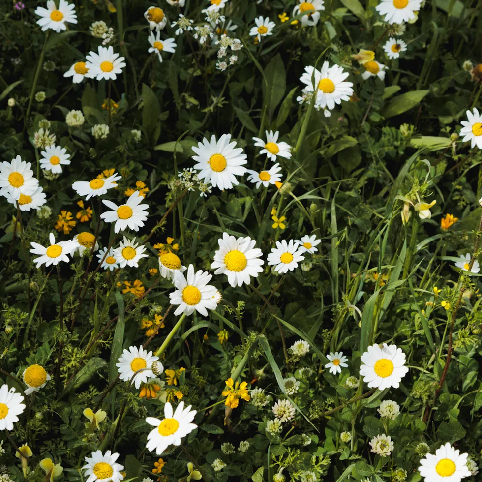 Chamomile