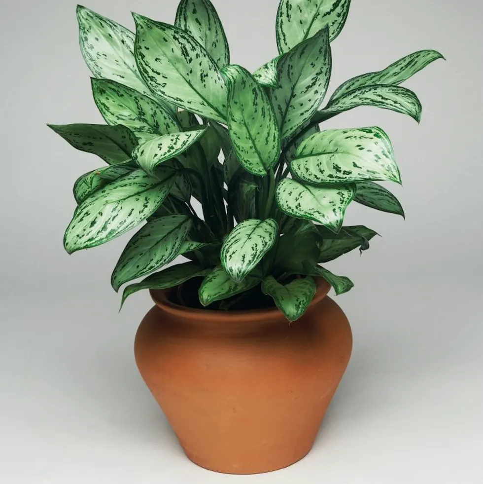 Chinese Evergreen