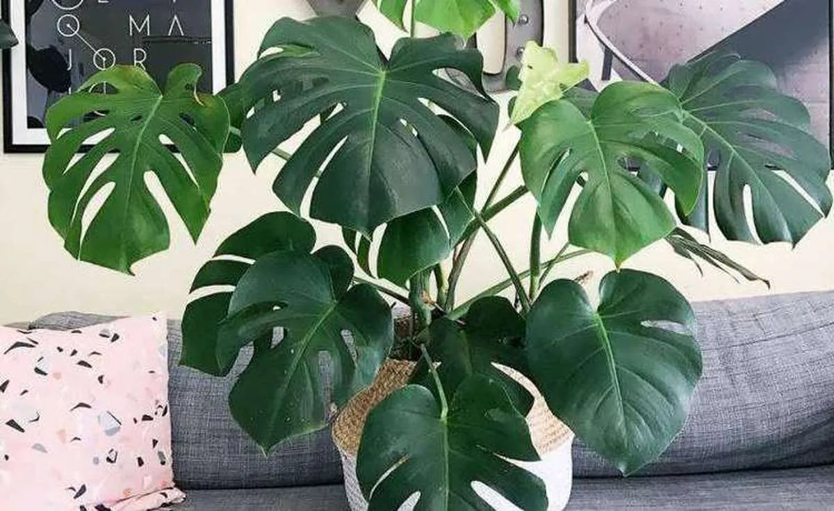 برگ انجیری‌ها