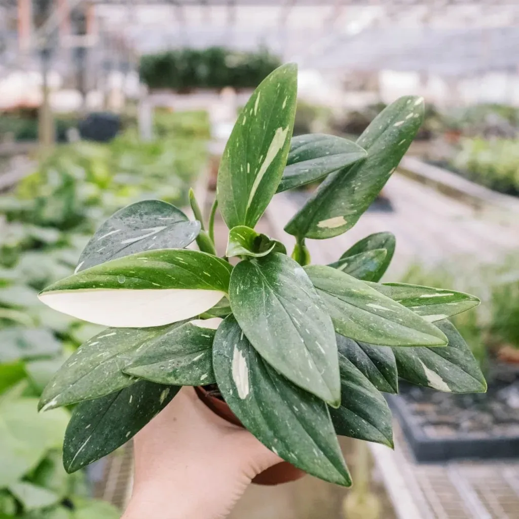 Five Holes Plant ‘Albo Variegata