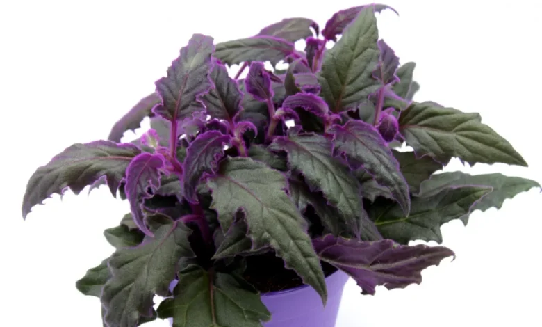 گیاه ژینورا