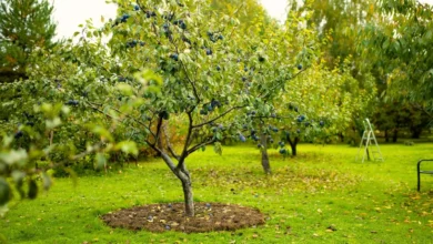 Growing fruit trees