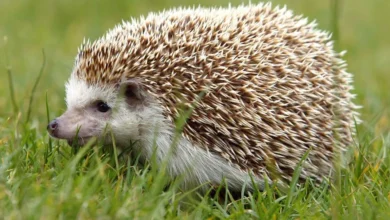 Hedgehog