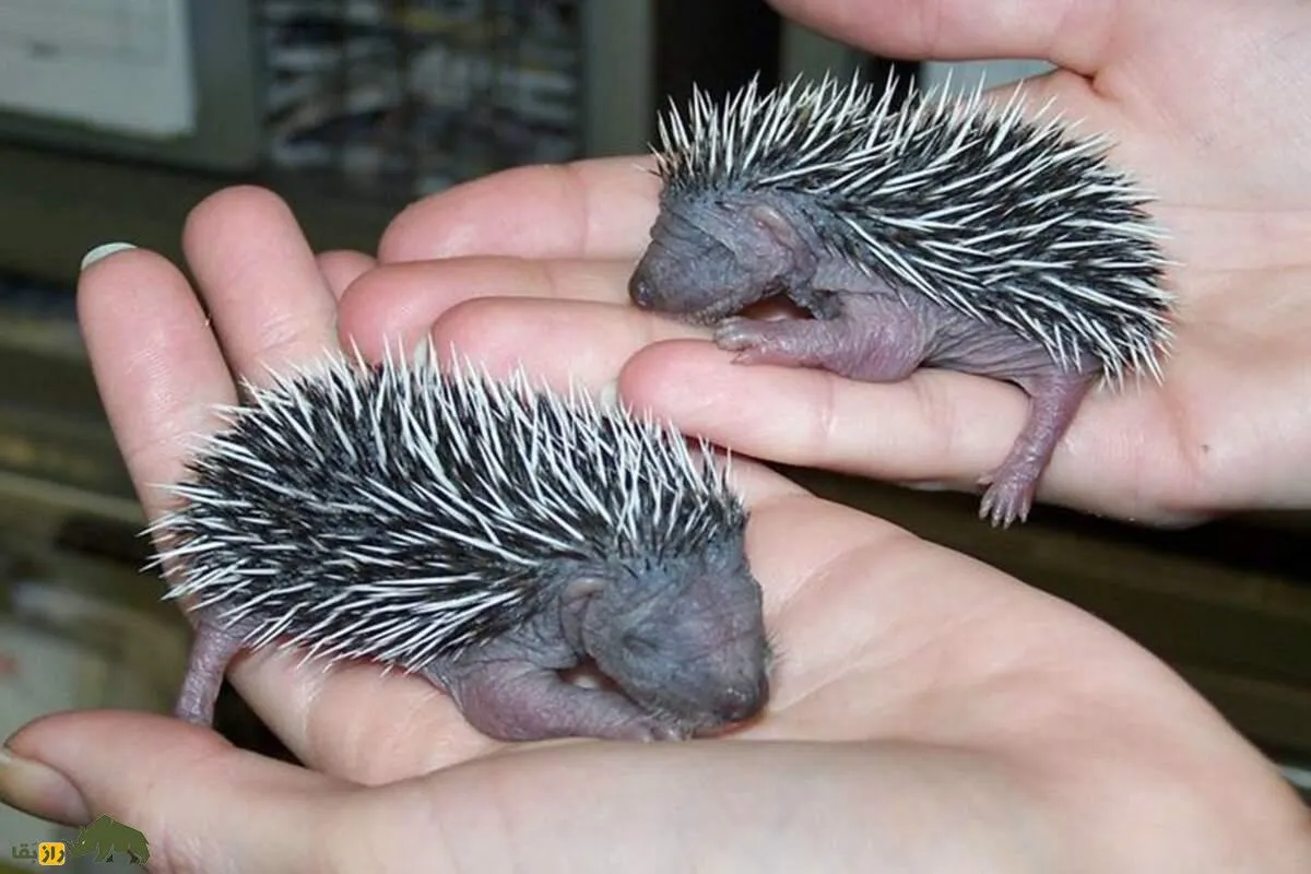Hedgehog2