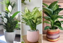 گیاهان آپارتمانی