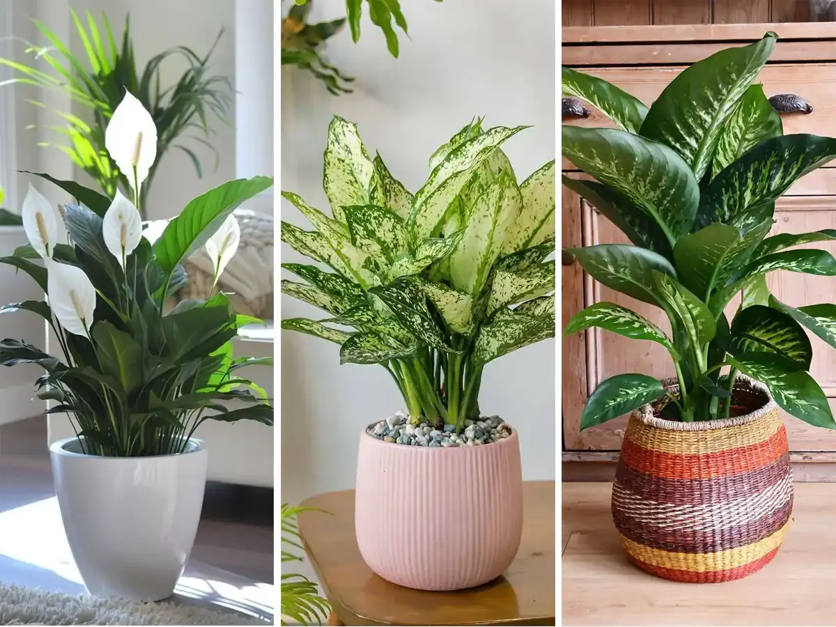 Houseplants