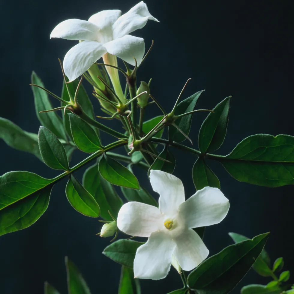 Jasmine