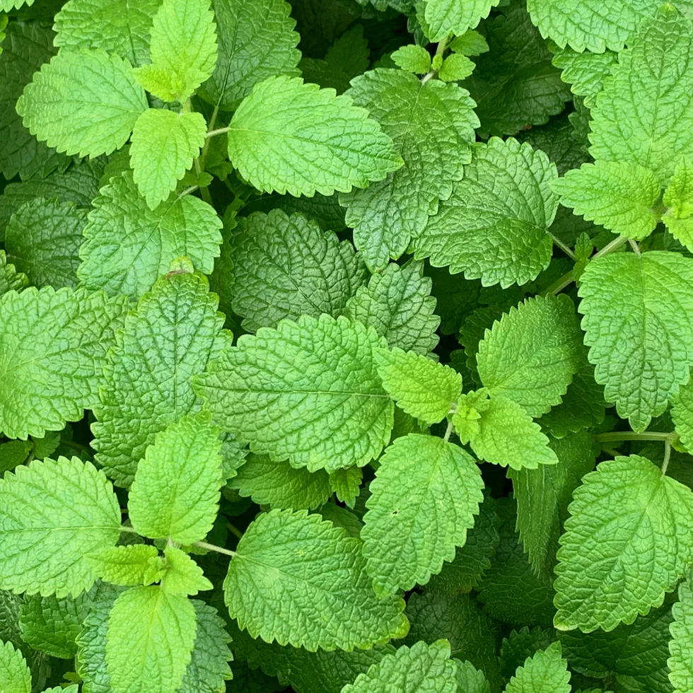 Lemon Balm