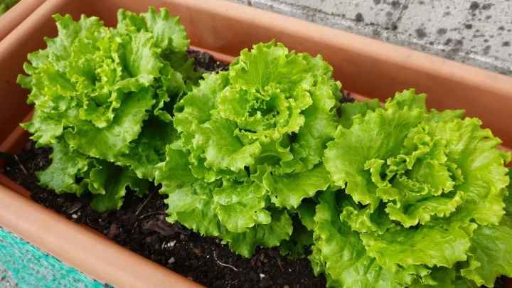 Lettuce 1