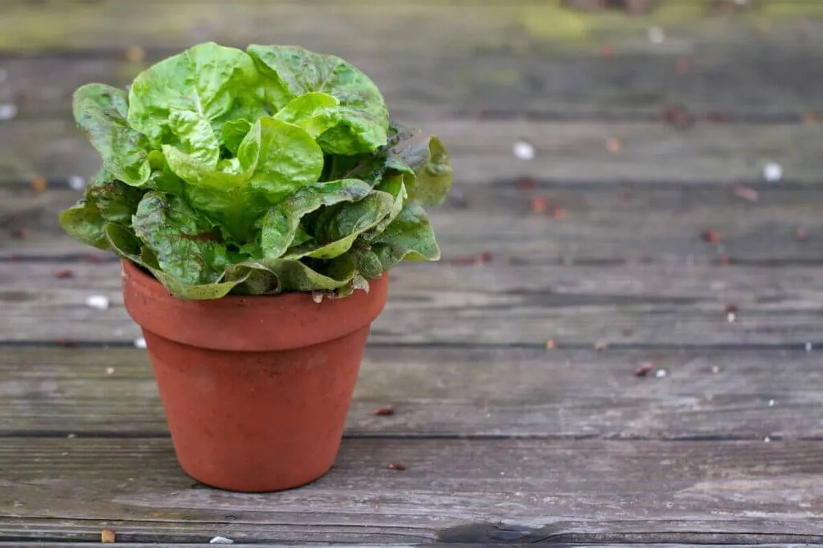 Lettuce