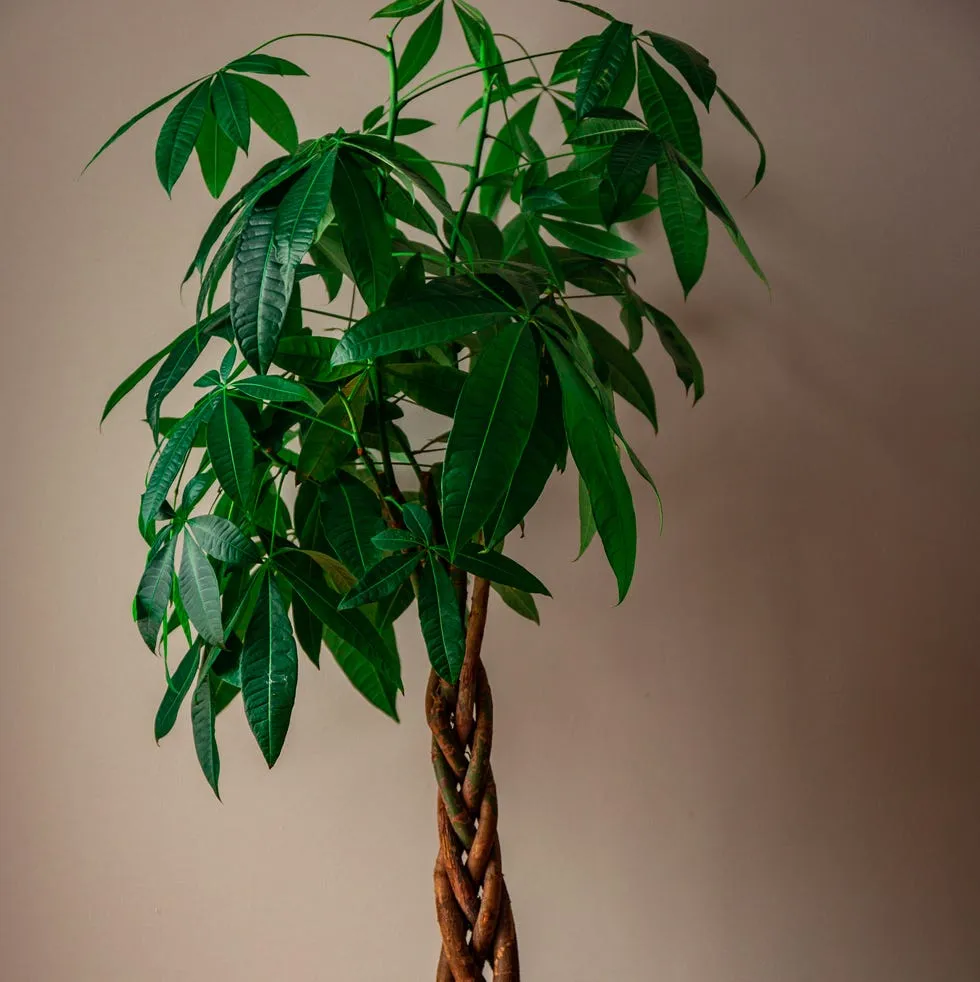 Money Tree