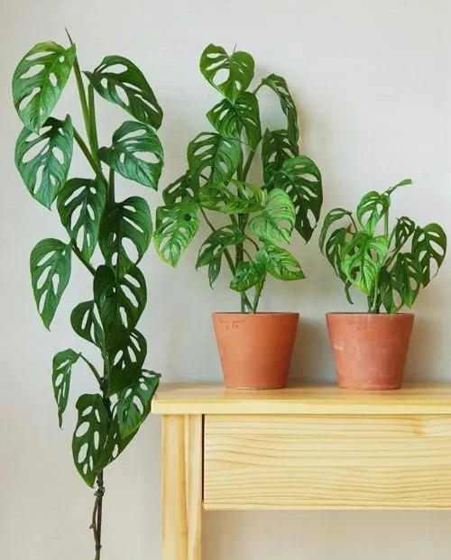Monstera adansonii