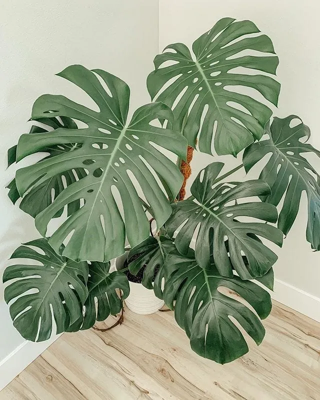 Monstera borsigiana