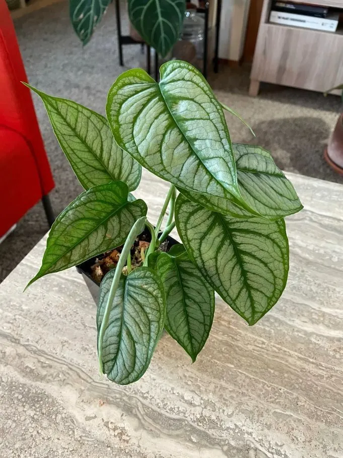 Monstera siltepecana