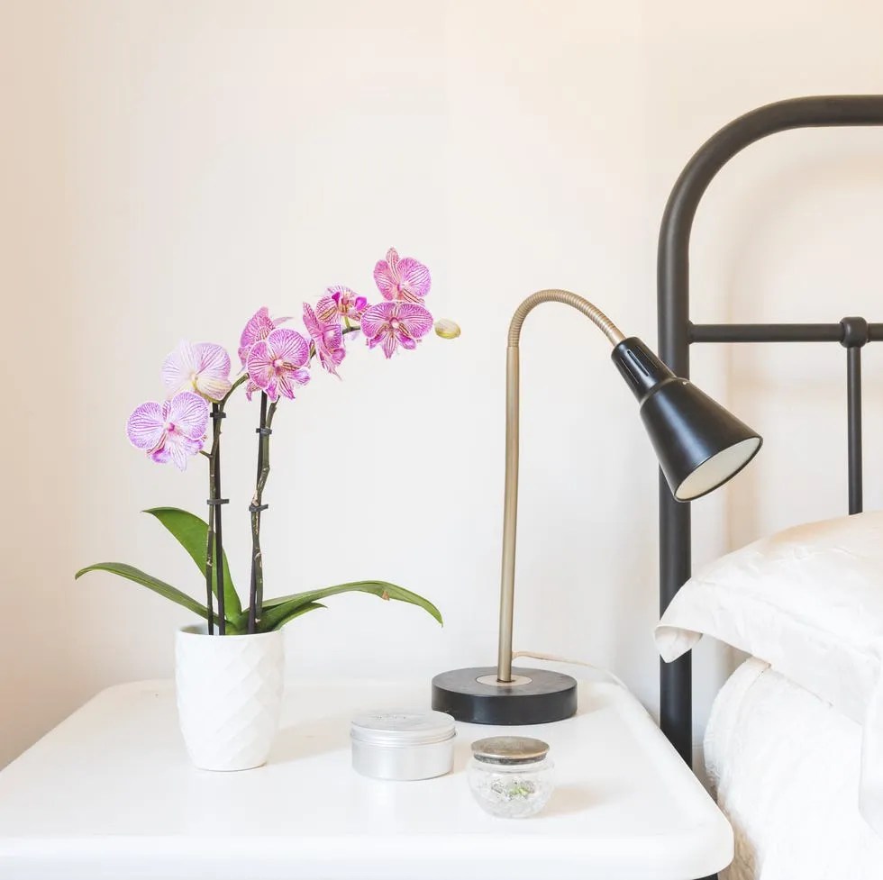 Orchid