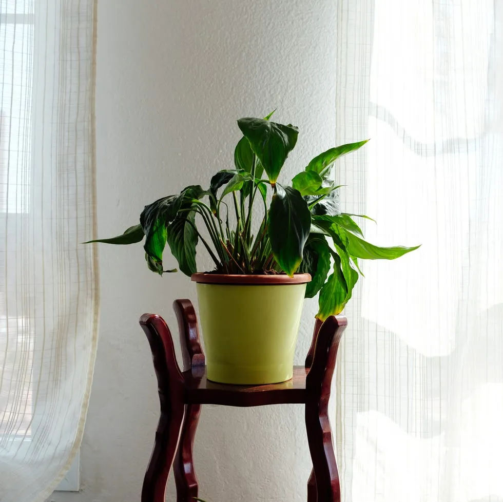 Peace Lily