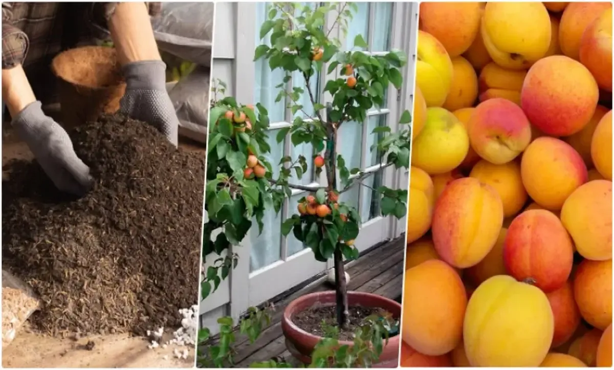 Planting apricot kernels