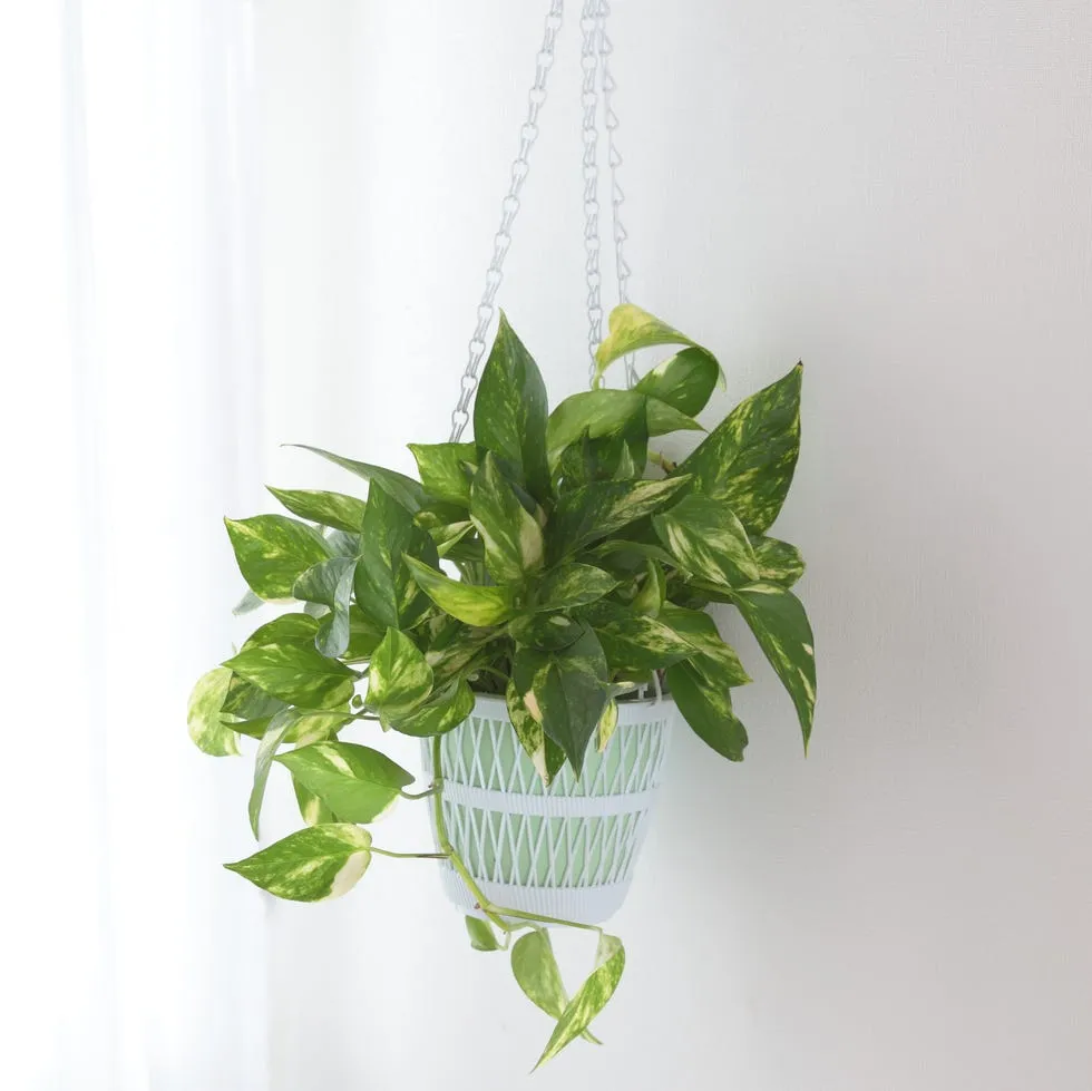 Pothos
