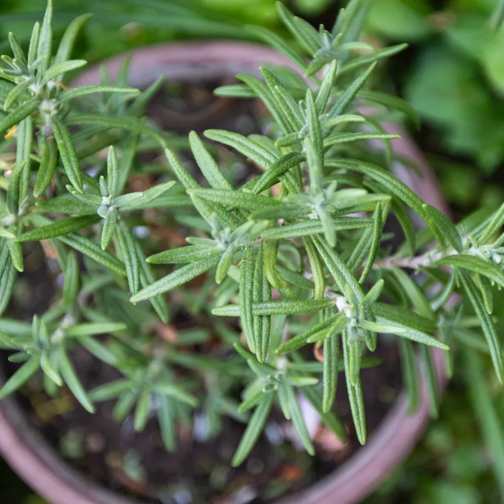 Rosemary