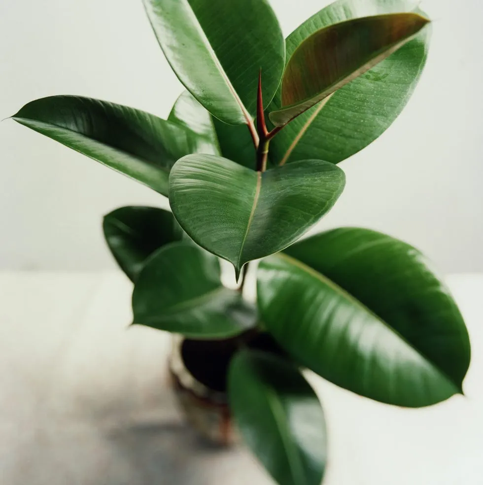 Rubber Plant