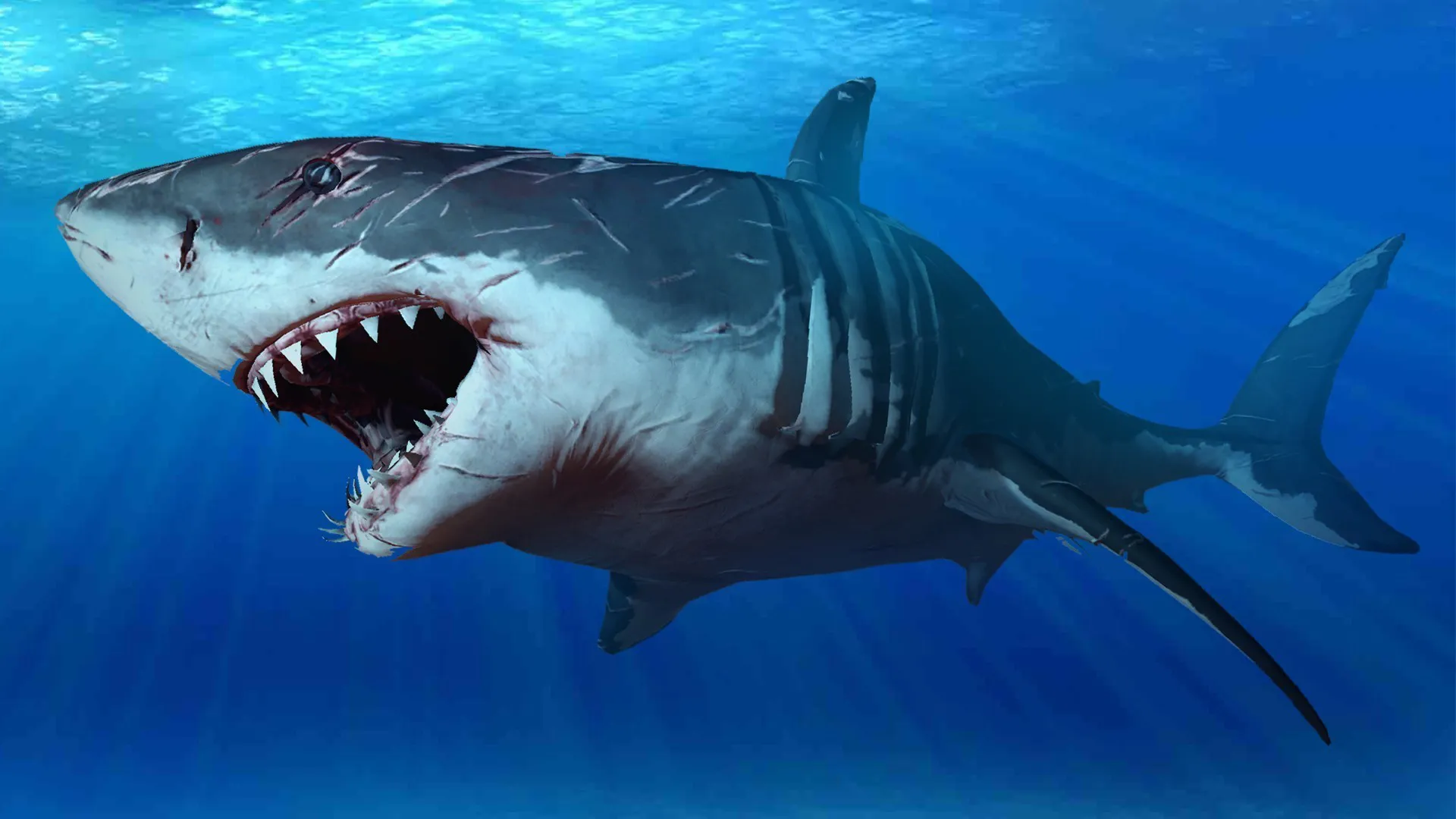 Shark