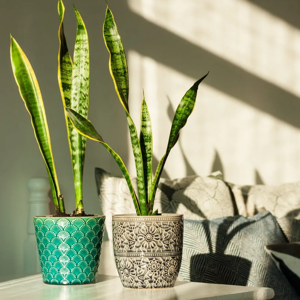 Snake Plant