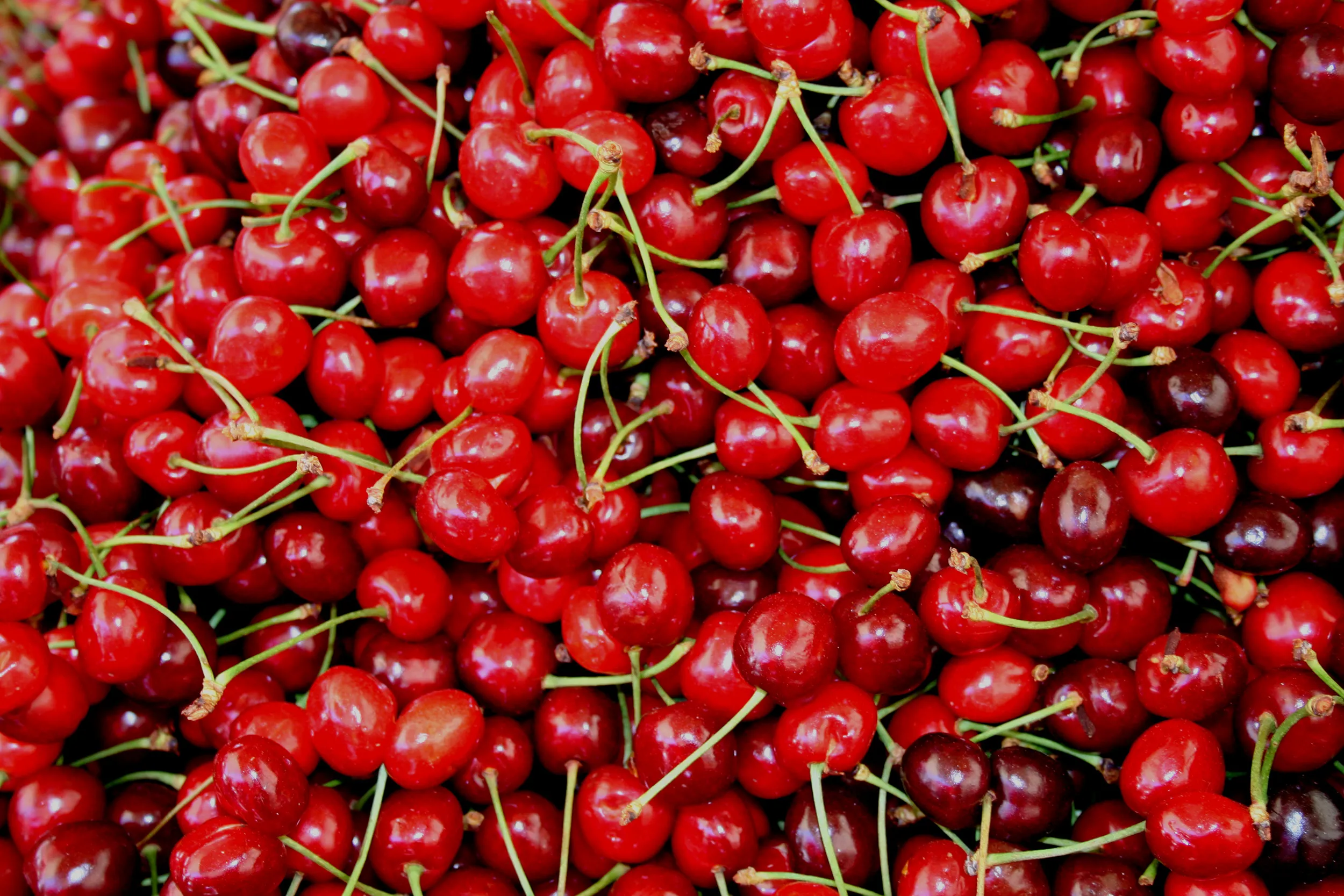 Sour Cherry 2