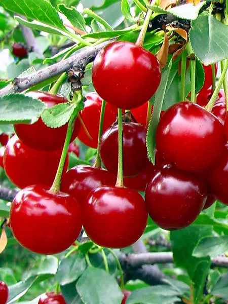 Sour Cherry 4