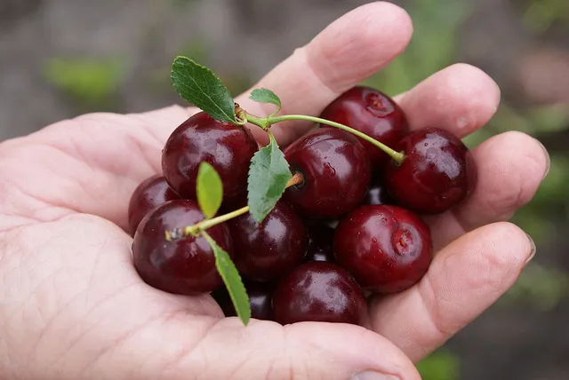 Sour Cherry
