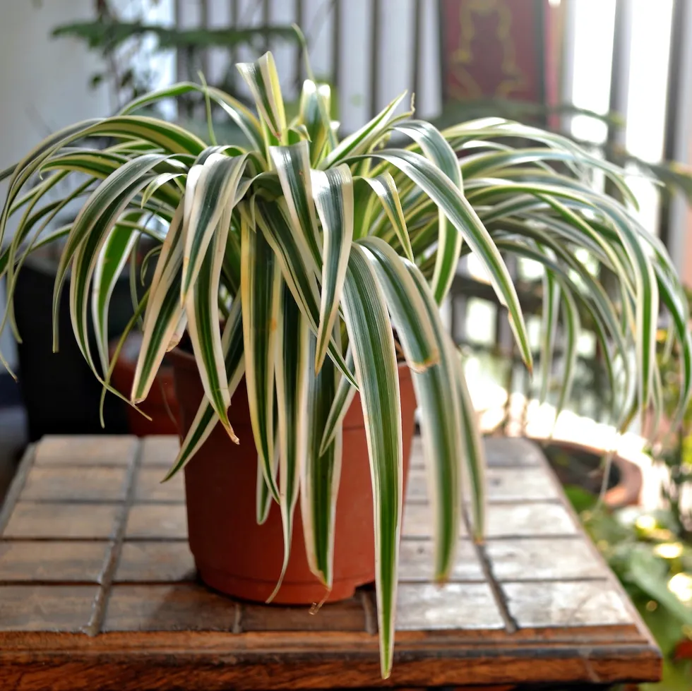 Spider Plant