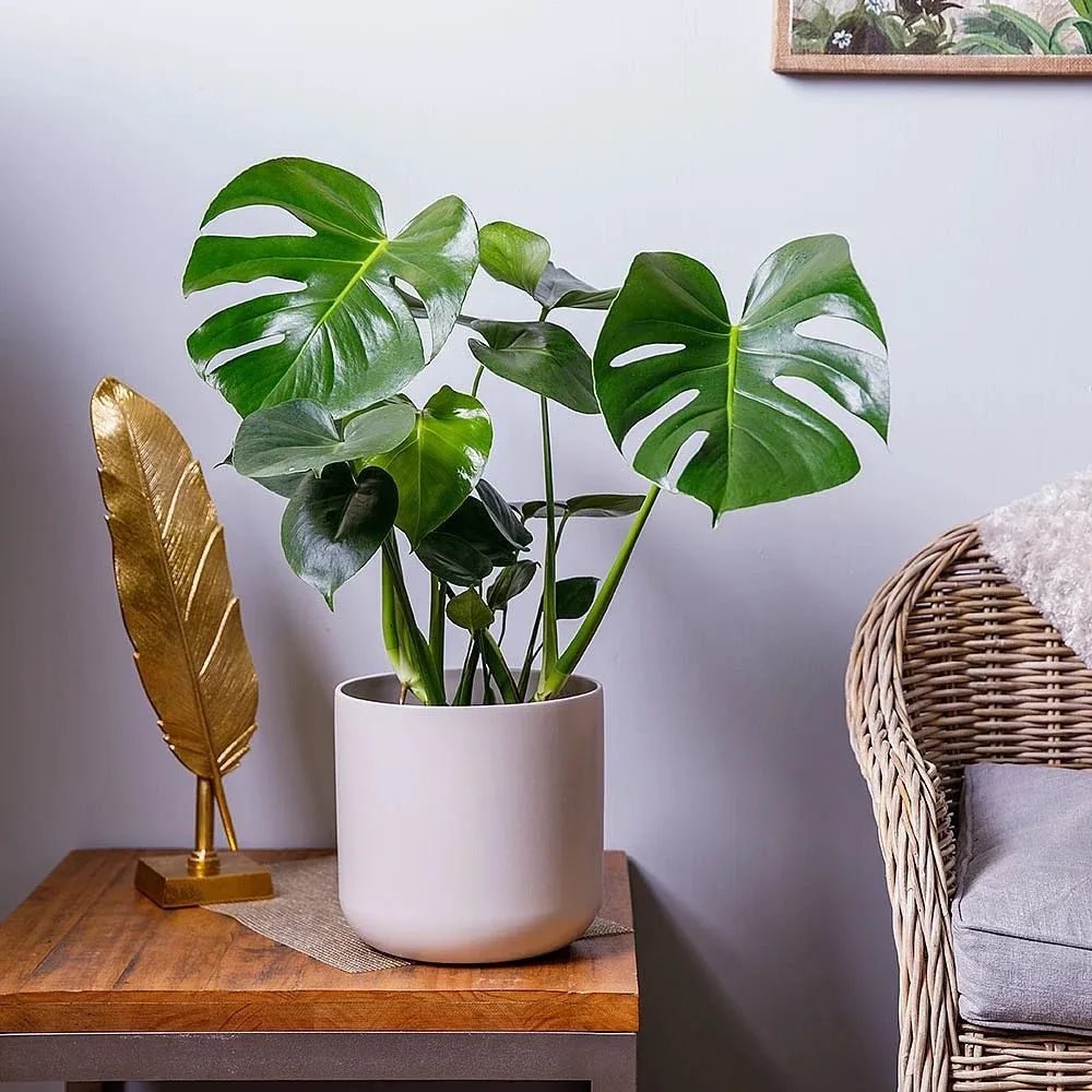 Swiss Cheese Plant