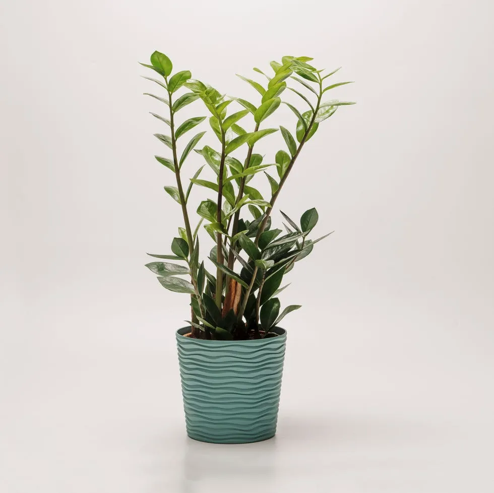 ZZ Plant