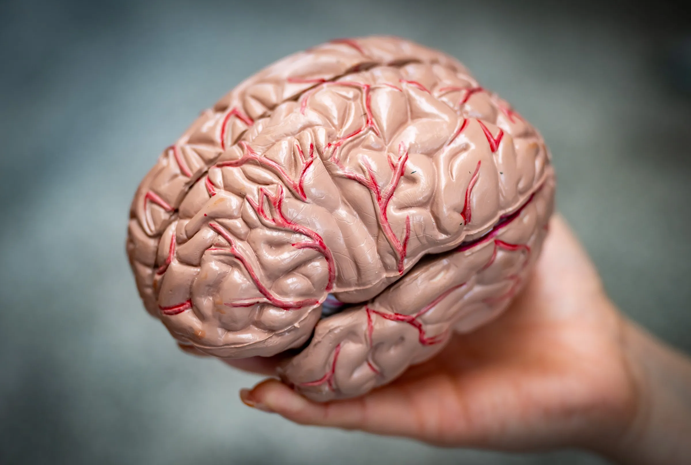 brain 2