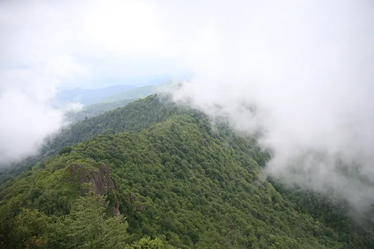 جنگل یوروز 1