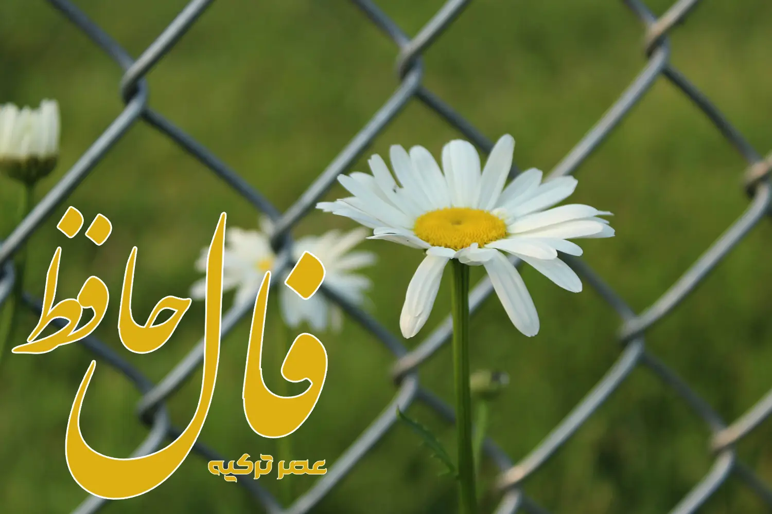 فال حافظ 12 تیر 1404