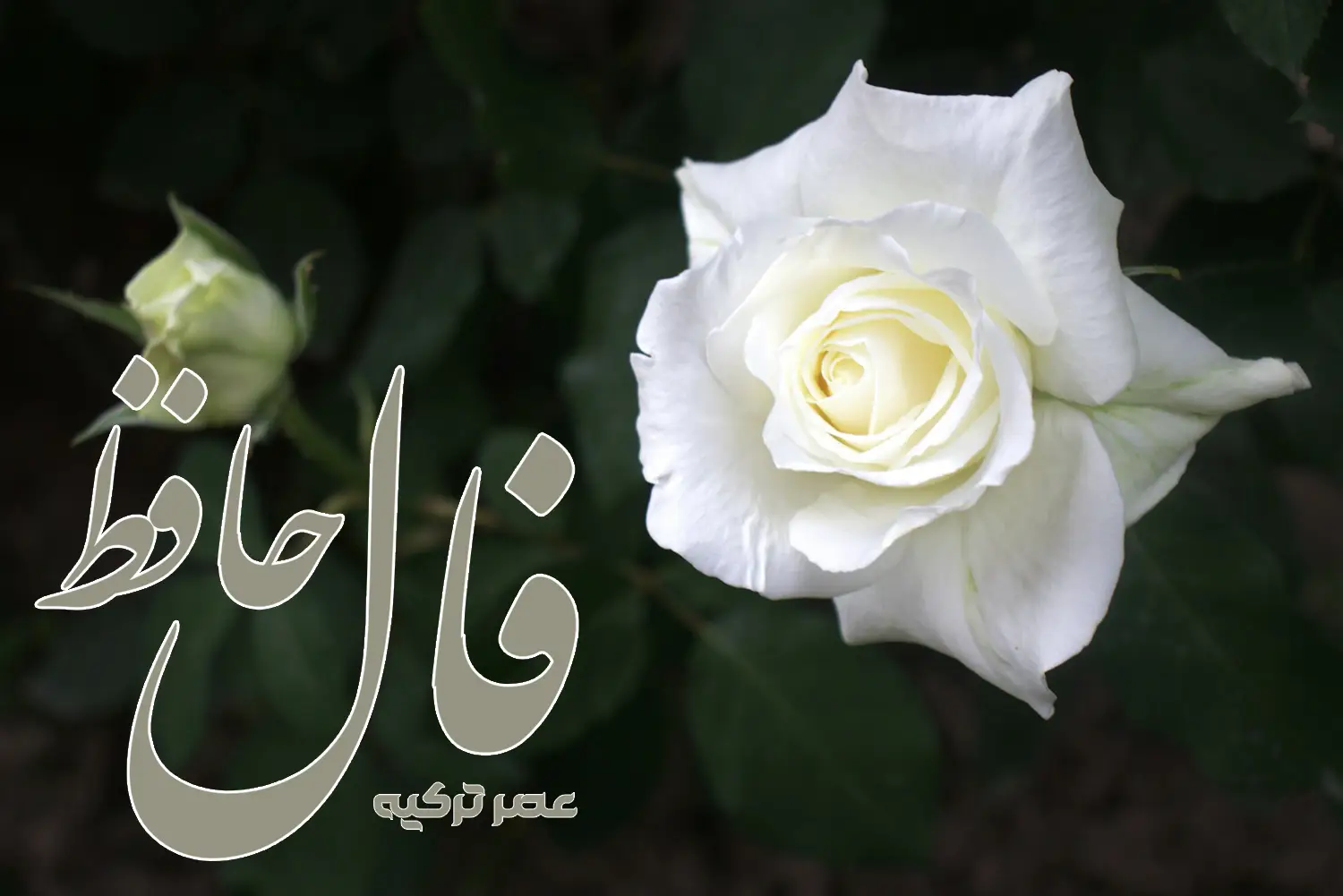 فال حافظ 8 تیر 1404
