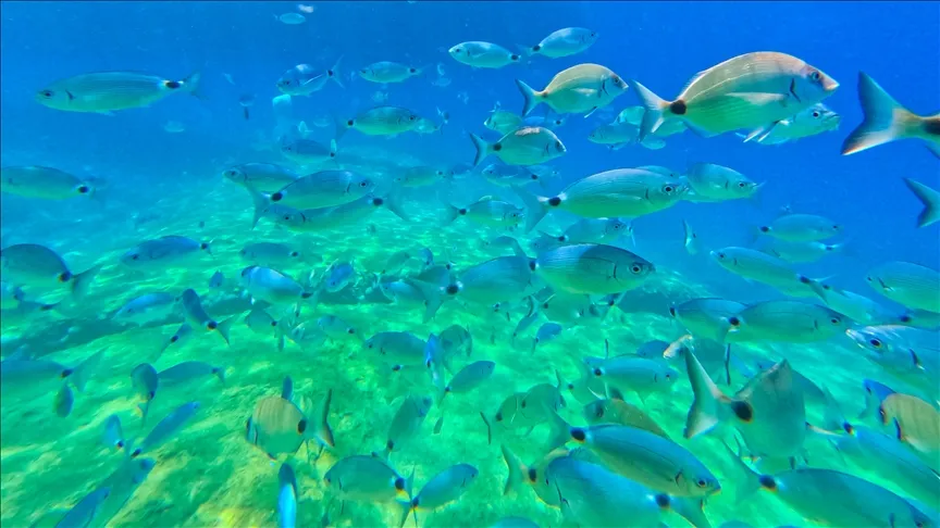 فانوس دریایی فتحیه