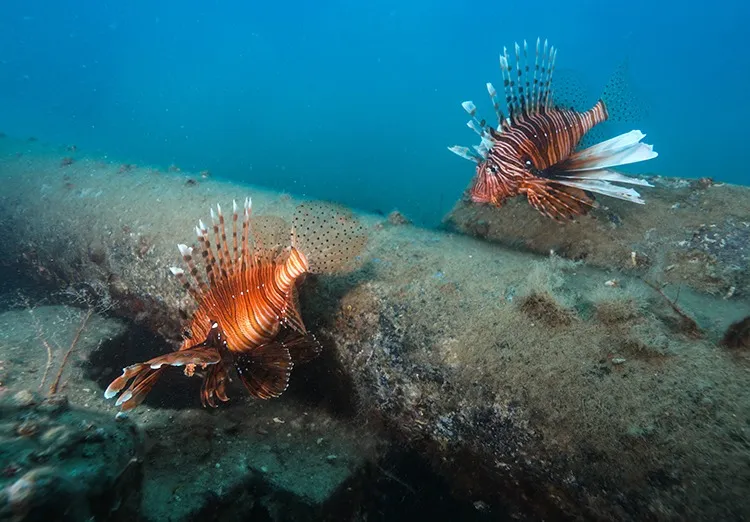 مهاجران دریای سرخ