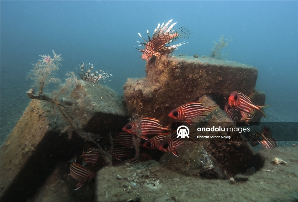 مهاجران دریای سرخ