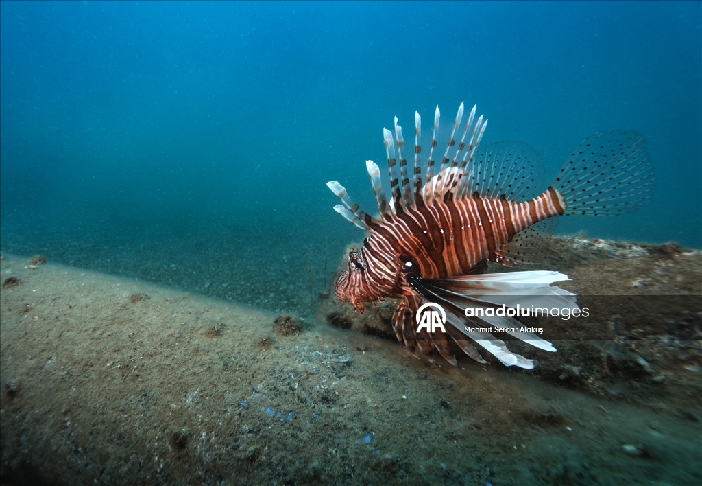 مهاجران دریای سرخ