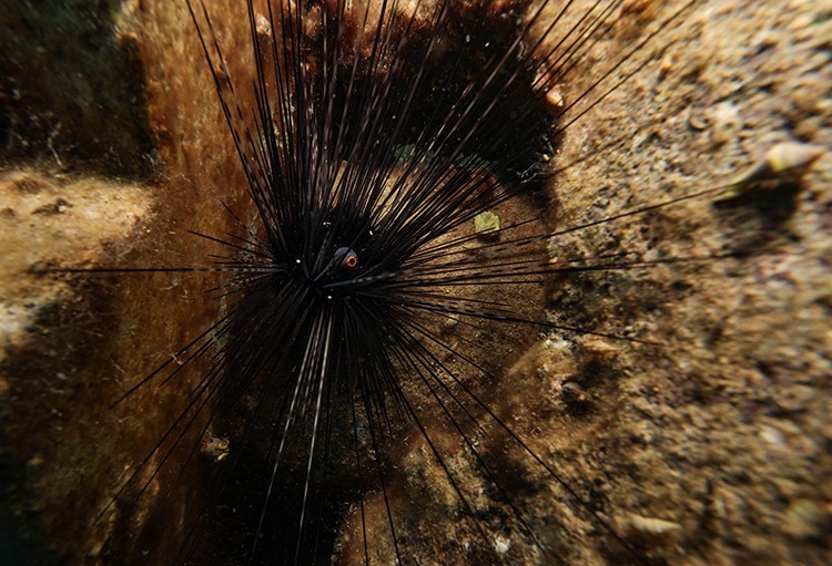 مهاجران دریای سرخ